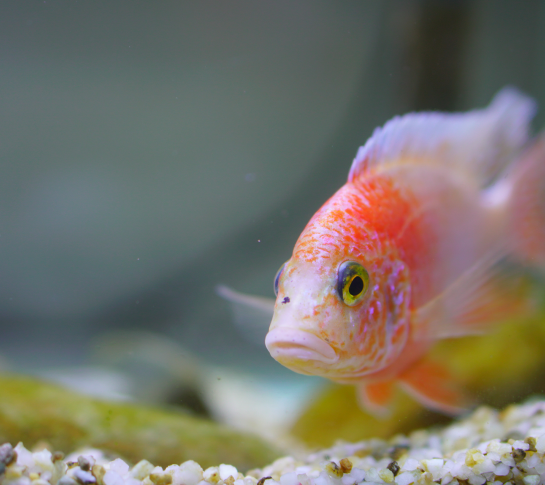 Кормление аквариумных рыбок